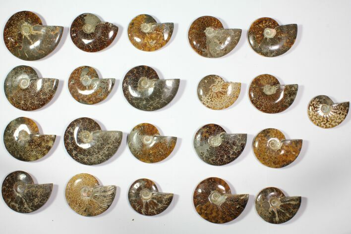 Lot: to Polished Ammonite Fossils - Pieces #116593